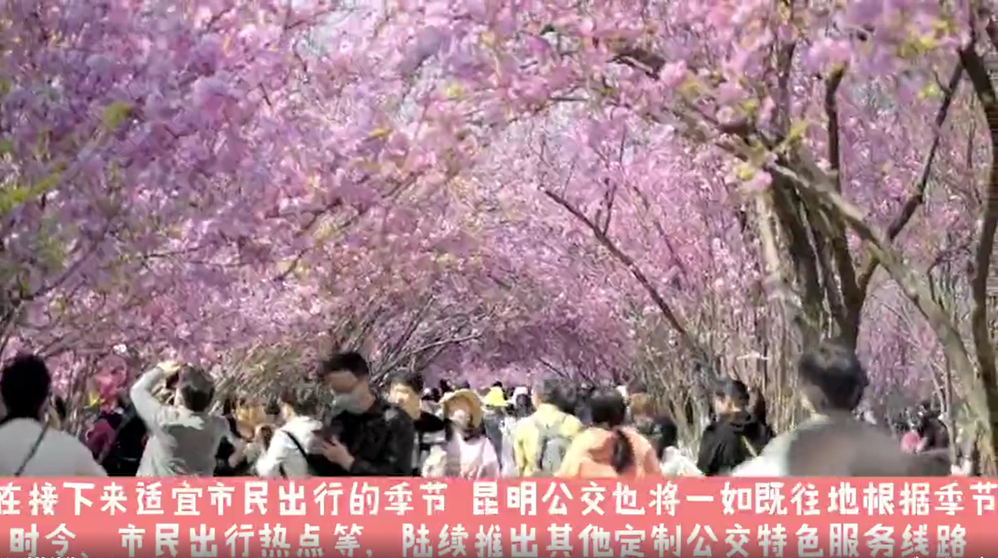 陽(yáng)春三月，昆明公交開(kāi)通“賞花定制路線(xiàn)”，一起來(lái)一場(chǎng)春天的約會(huì)