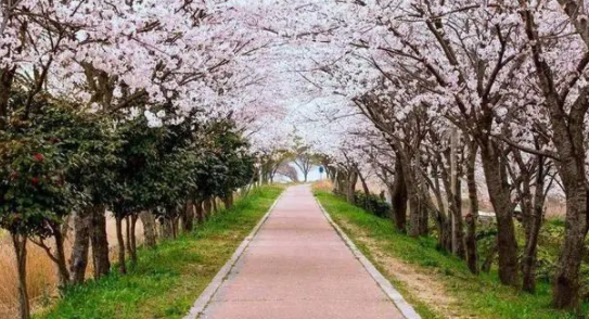 20日起，安徽合肥增開(kāi)兩條“定制旅游公交專(zhuān)線(xiàn)”
