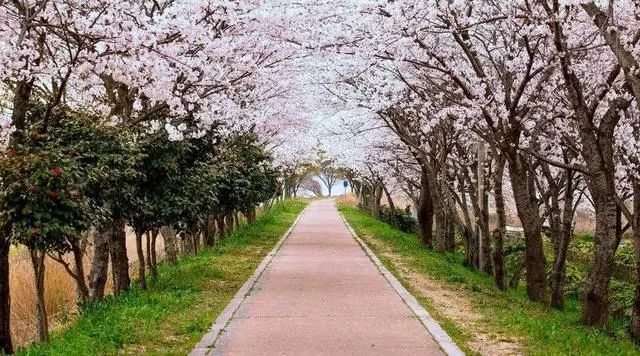 20日起，安徽合肥增開兩條“定制旅游公交專線”(圖2)